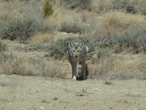 coyote.JPG coyote.JPG