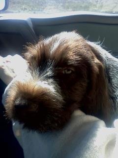 120405 NewPuppy.jpg