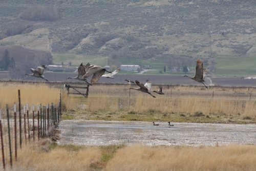 sandhillCranes001 (640x427).jpg
