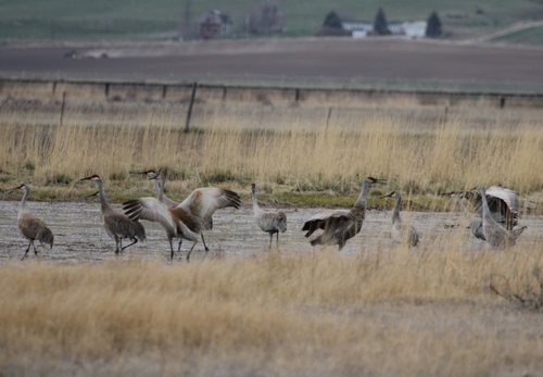 SandhillCranes005 (800x554) (2).jpg