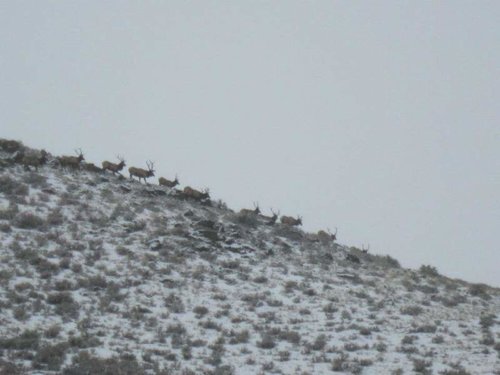 idaho elk herd.jpg