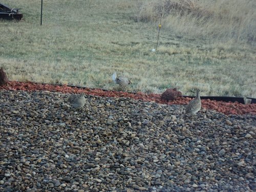 birddy 014.JPG