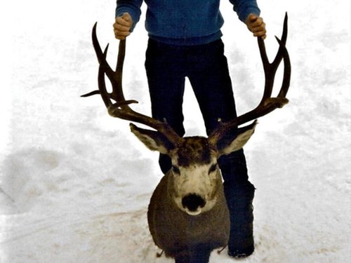 deer 018.jpg deer 018.jpg