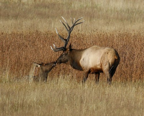 Elk_Desktop.jpg