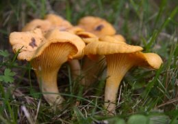 chanterelles1.jpg