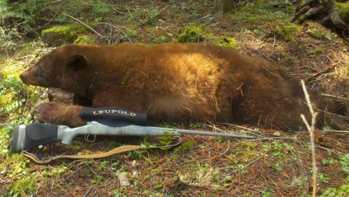 2012 idaho spring bear.jpg