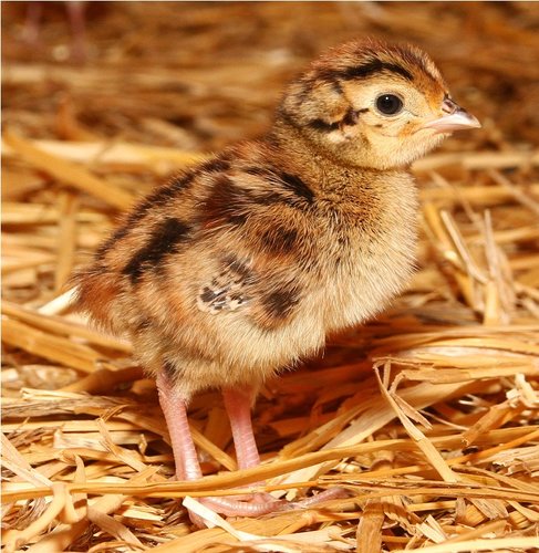 Pheasant2.JPG Pheasant2.JPG