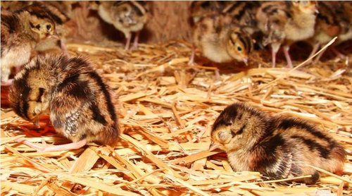 Pheasant3.jpg Pheasant3.jpg