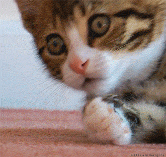 523A4A09-CC4C-4ABF-9D25-74F4848789EC.gif 523A4A09-CC4C-4ABF-9D25-74F4848789EC.gif
