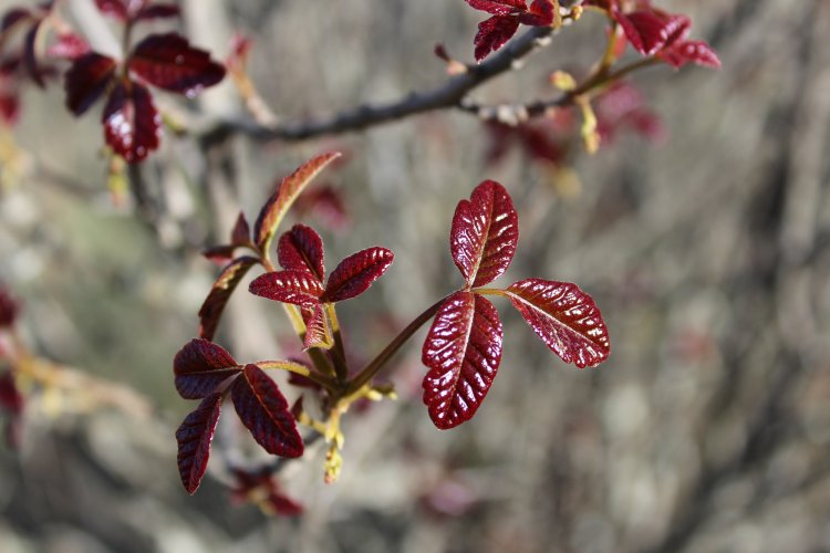 SPRING POISON OAK.JPG