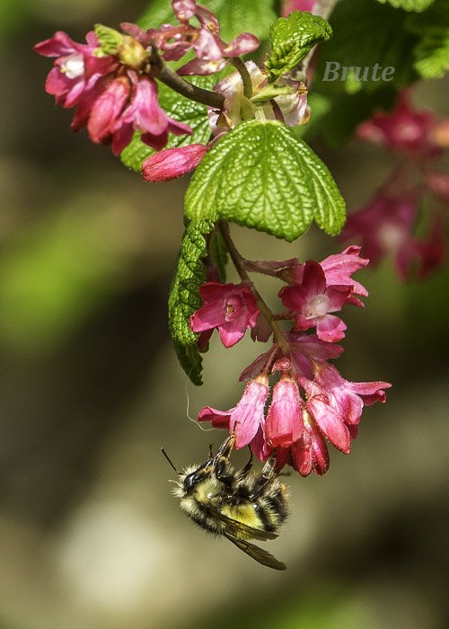 Wild Current Bumble Bee April 2021 a-3874.JPG