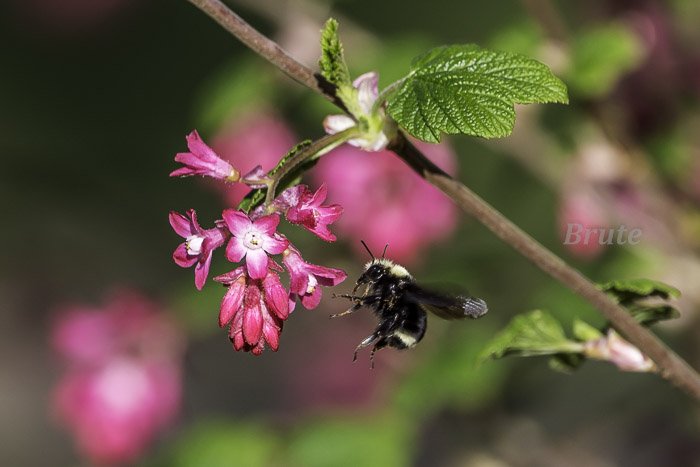 Wild Current Bumble Bee  April 2021 a-3797-3.JPG