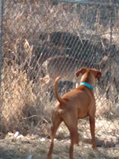 Fred, whitetail deer @ Canon city dog park.jpg