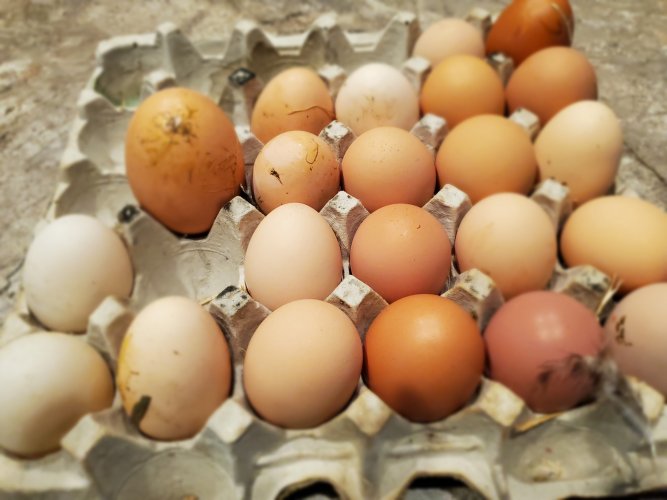 big egg.jpg big egg.jpg