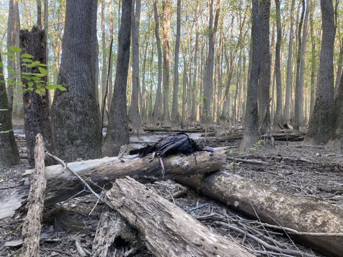 5A64BFD7-DE58-4B77-A638-6C2A1192B6A9.jpeg 5A64BFD7-DE58-4B77-A638-6C2A1192B6A9.jpeg