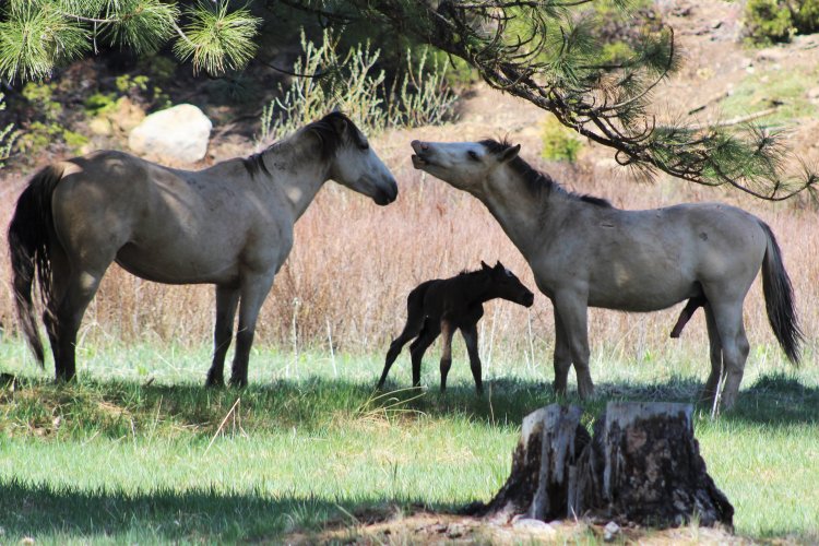 WILD HORSE3.JPG WILD HORSE3.JPG