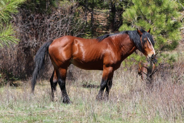 WILD HORSE2.JPG WILD HORSE2.JPG