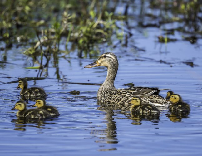 Mallard Duckling April 2021 a-4081.JPG