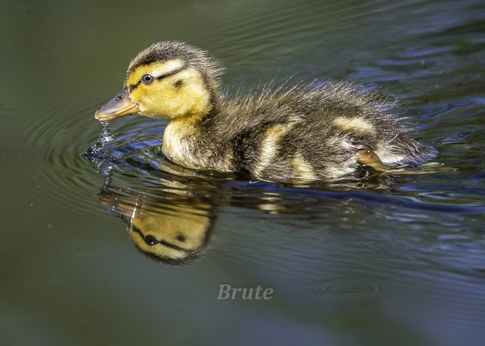 Mallard Duckling April 2021 a-4050.JPG