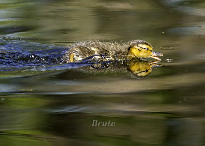 Mallard Duckling April 2021 a-3994.JPG