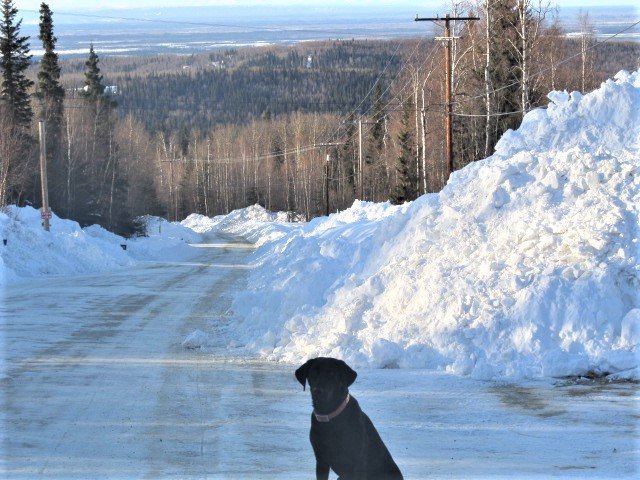 MorningDogWalk.jpg MorningDogWalk.jpg