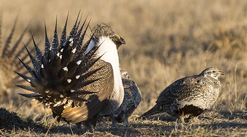 bird-grouse-male-wyoming_greg-bergquist_495x275.jpg