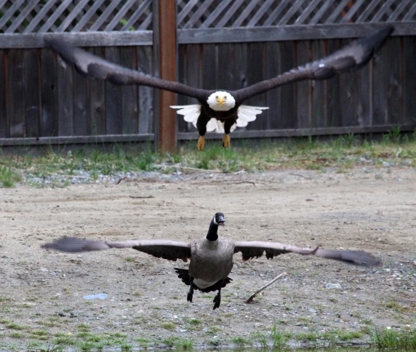 goose-vs-eagle-4.png