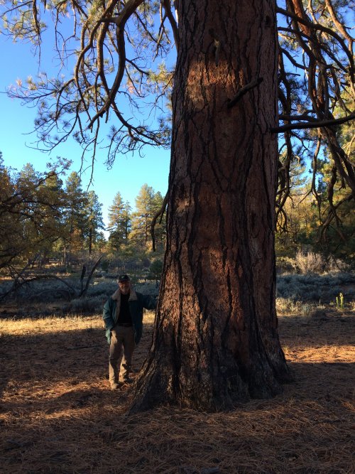 Tree - old growth yellow Ponderosa pine 13A.JPG