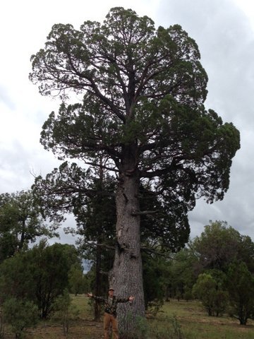 Tree - TALL alligator juniper 4A.jpg