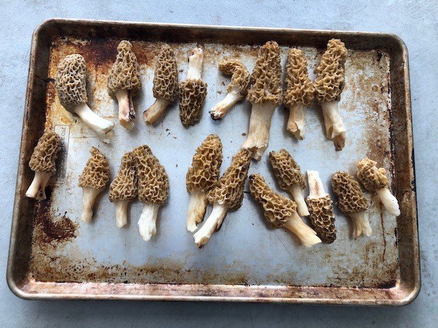 morels1.jpg