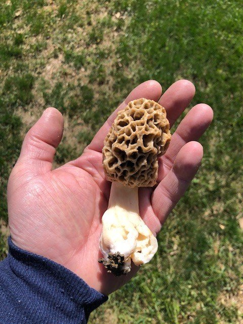 morels2.jpg