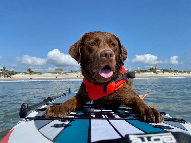 Paddle Board.jpeg Paddle Board.jpeg