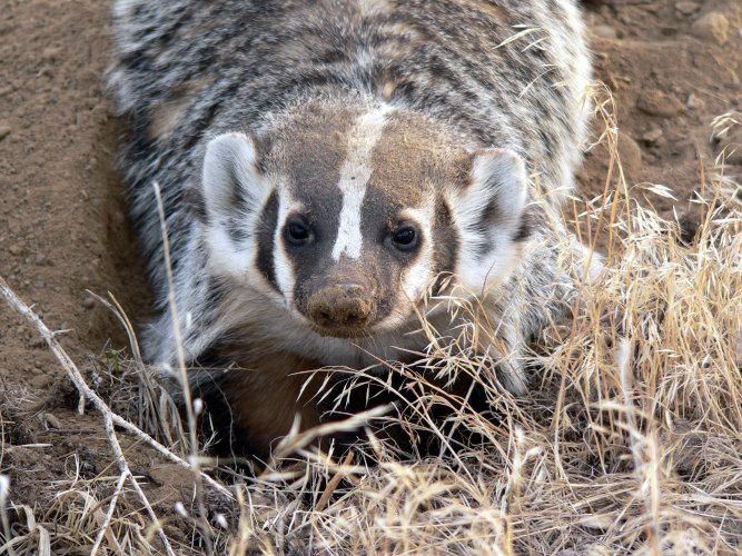 American Badger (TEM).JPG American Badger (TEM).JPG