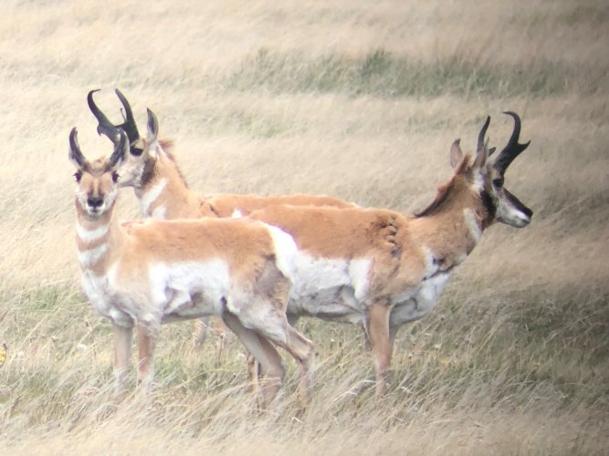 antelope 12.jpg antelope 12.jpg