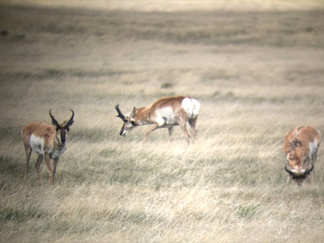 antelope 14.jpg