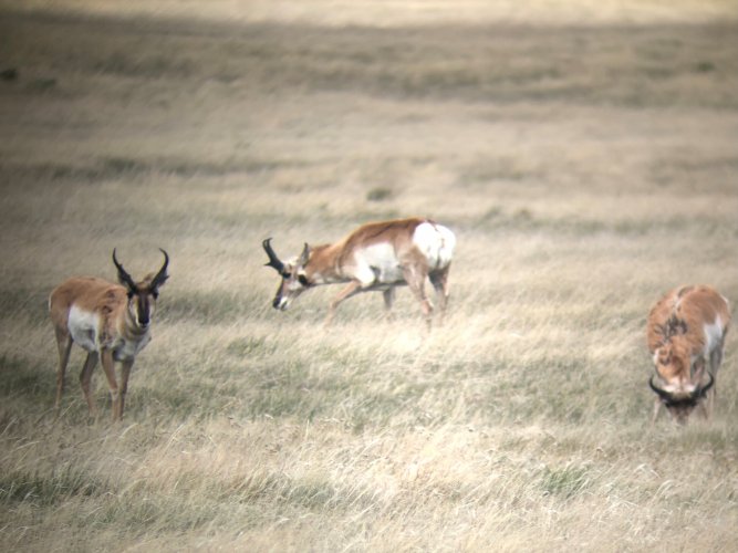 antelope 14.jpg antelope 14.jpg