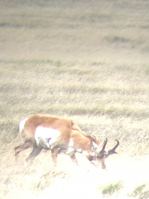 antelope 13.jpg antelope 13.jpg