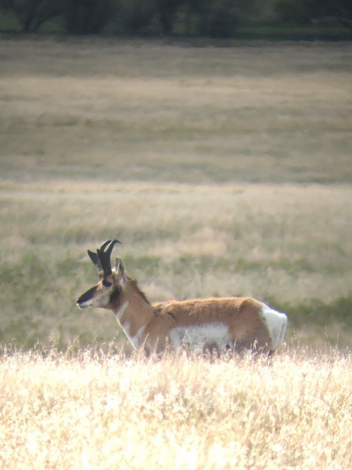 antelope 15.jpg antelope 15.jpg