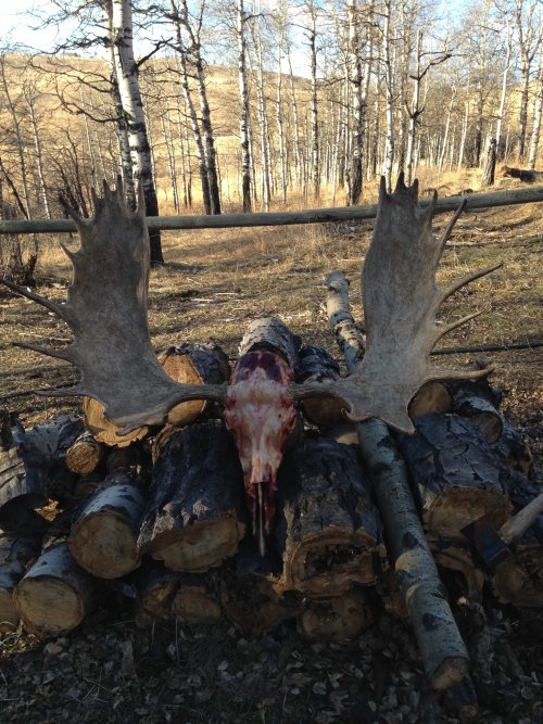 moose 3.jpg moose 3.jpg