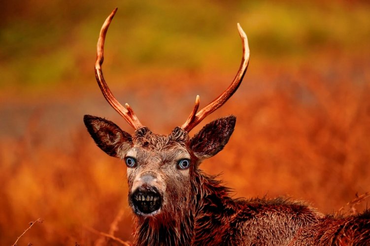 zombie-deer_option-1.jpg zombie-deer_option-1.jpg