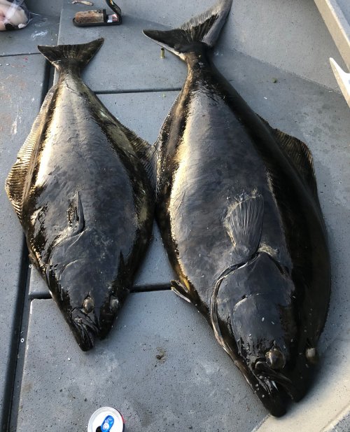 Halibut (2).jpg Halibut (2).jpg