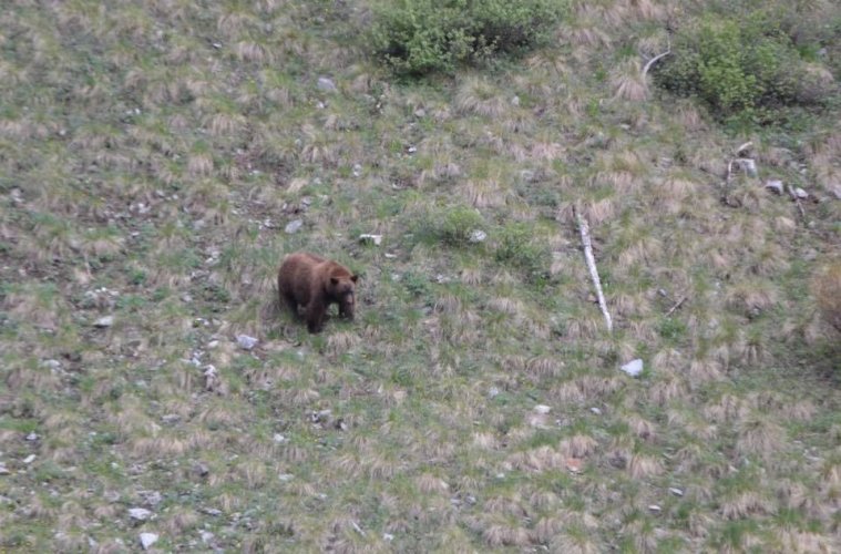 Black Bear.jpg Black Bear.jpg