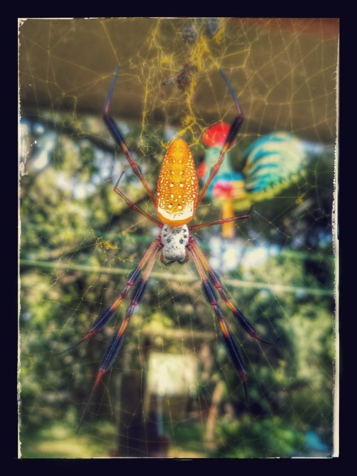 Orb Weaver Spider.jpg Orb Weaver Spider.jpg