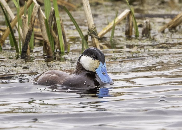 Ruddy Duck May 2021 a-4883.JPG Ruddy Duck May 2021 a-4883.JPG