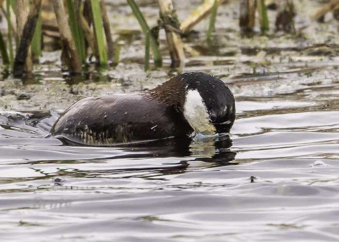 Ruddy Duck May 2021  a-4884.JPG