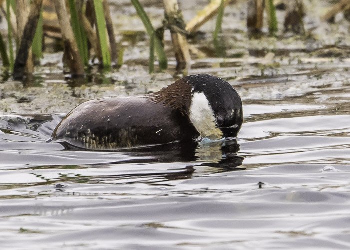 Ruddy Duck May 2021 a-4884.JPG Ruddy Duck May 2021 a-4884.JPG