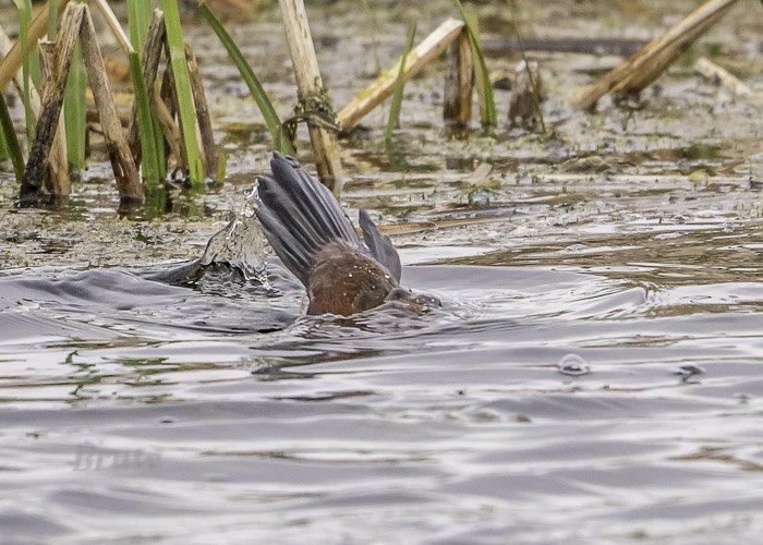 Ruddy Duck May 2021  a-4886.JPG