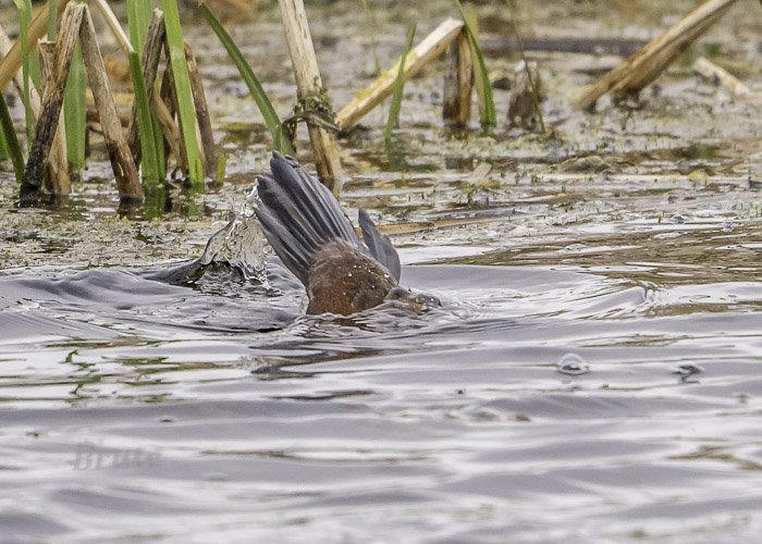 Ruddy Duck May 2021 a-4886.JPG Ruddy Duck May 2021 a-4886.JPG