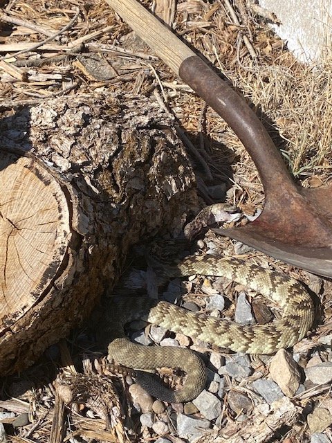 Rattlesnake.jpg Rattlesnake.jpg