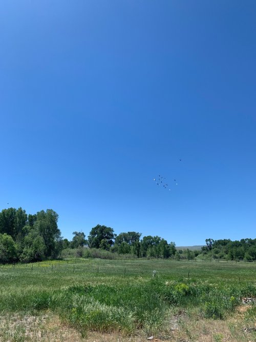birds1.jpg birds1.jpg